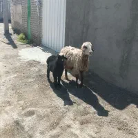 یک عدد میش بره دار