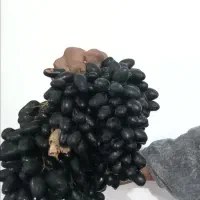 نهال و قلمه ی ارقام ایرانی و خارجی انگور