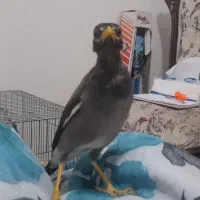 جوجه مینا ۷ ماه