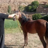 اسب|اسب و تجهیزات اسبسواری|کلاترزان, |دیوار