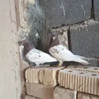 کبوتر|پرنده|مرودشت, ثبت احوال|دیوار