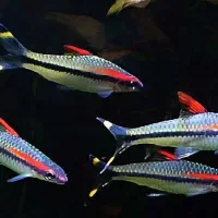 سیکلید تورکانا|ماهی|فولادشهر, B4|دیوار