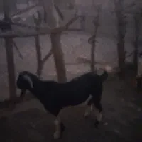 کهره نر|حیوانات مزرعه|میناب, |دیوار