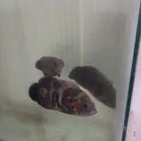 ماهی|ماهی|مشهد, توس (بلوار توس)|دیوار