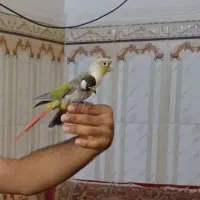 طوطی|پرنده|خرمشهر, |دیوار