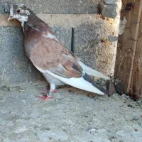 کفتر پرشی|پرنده|گلپایگان, |دیوار