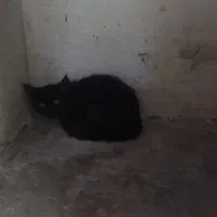 واگذاری گربه