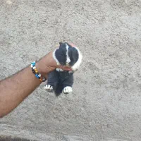 توله خرگوش|موش و خرگوش|بندر ماهشهر, |دیوار