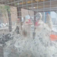 تخم مرغ نطفه دار