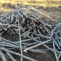 خرید و فروش انواع چوب. درختان مجاز
