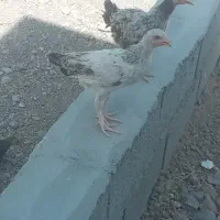 جوجه محلی