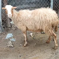 گوسفند ماده