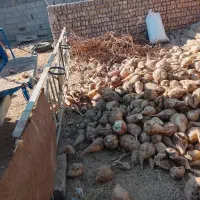 چغندر|لوازم جانبی حیوانات|تربتحیدریه, باغ ملی|دیوار