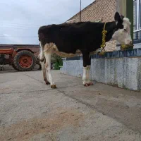 گوساله ماده مور سمینتال