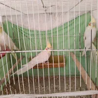 عروس|پرنده|مشهد, کلاته برفی|دیوار