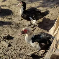 اردک خارجی نر