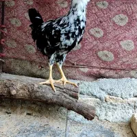 نیمچه مرغ و خروس گلین خال سوزنی|حیوانات مزرعه|شهرکرد, |دیوار