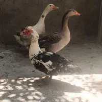 غاز نروماده سنگین اردک اسراییلی نر