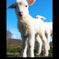 بره ماده داشتی