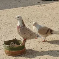 کفتر هما|پرنده|پاکدشت, پاکدشت (مامازند)|دیوار