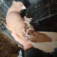 عکس نمایشی...زرد دم سفید