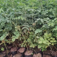 فروش نهال گل محمدی کاشان نژاد اردهالی|خدمات باغبانی و درختکاری|کاشان, فاز ۲ ناجی آباد|دیوار