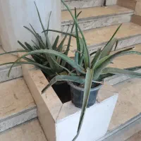 گلدان طبیعی