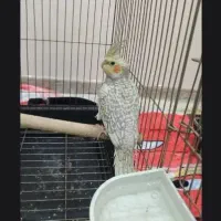 پرنده گل باقالی