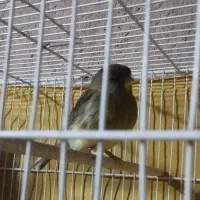 فروش قناری گلاستر