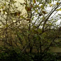 ملک کلنگی فرسوده  مقعیت ساخت