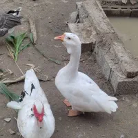 غوغاز