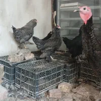 بوقلمون سیاه و مرغ مرندی کوکو وسیاه|حیوانات مزرعه|خوی, |دیوار