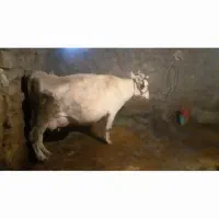 گاو و گوساله هلشتاین آمریکای و ۲تا نو کل