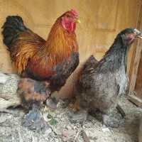 جفت مرغ و خروس برهما بلک