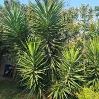 گل یوکا سه متری