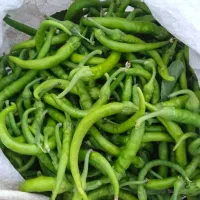 فلفل شیرین