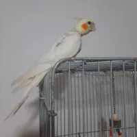 جوجه عروس هلندی