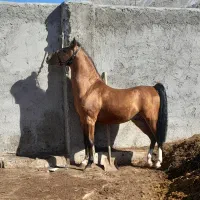 کره سالار فرخشهر تایید ۱ فدراسیون|اسب و تجهیزات اسب‌سواری|فارسان, |دیوار