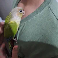 عروس هلندی هدلایت کوتوله گرینچک|پرنده|شیراز, فرودگاه شهید دستغیب شیراز|دیوار