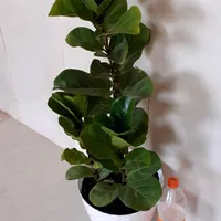 لیراتا ۳شاخه