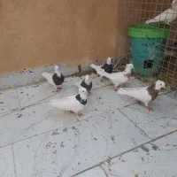 کفتر طوق طوقی