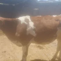 گوساله سیمینتال