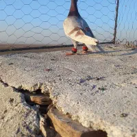 اوقون نر|پرنده|تربت جام, جامرود|دیوار