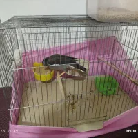 مینا|پرنده|ماهدشت, |دیوار