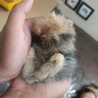 خرگوش لوپ ایتالیایی|موش و خرگوش|کرمان, |دیوار