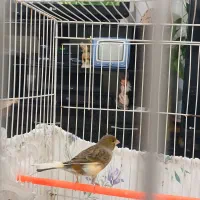 قناری|پرنده|نیشابور, شهرک بسیج|دیوار