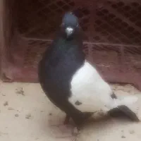 کفتر|پرنده|شیراز, لب آب|دیوار