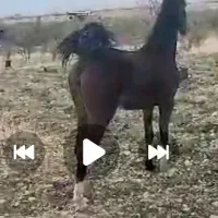 مادیون درهشوری شیش دنگ|اسب و تجهیزات اسب‌سواری|شیراز, دشت چنار|دیوار