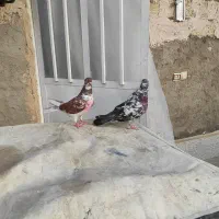 کبوتر نروماده