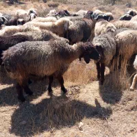 فروش میش(گوسفند)داشتی،|حیوانات مزرعه|شیراز, شهرک ترکان|دیوار